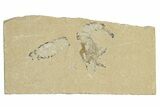 Fossil Mantis Shrimp (Pseudosculda) and Shrimp - Hakel, Lebanon #256049-1
